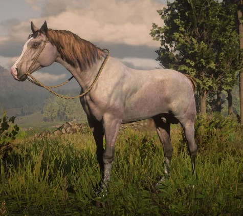 Red Dead Redemption 2: Locations and comparison of all rare Arabian horses in RDR 2.